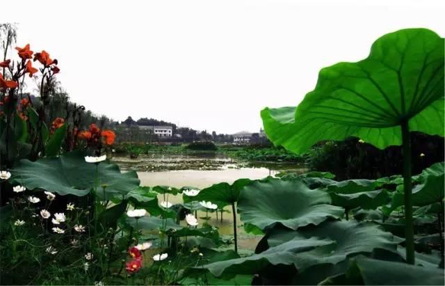 酉阳桃花源景区最新开放时间