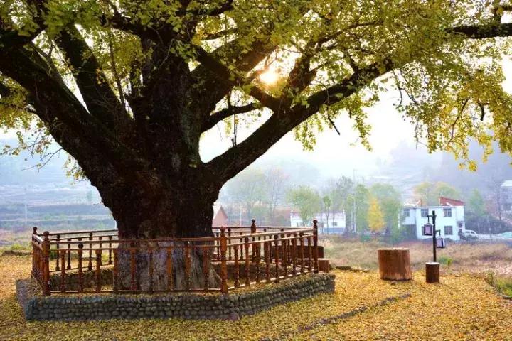 长岭镇最新天气预报