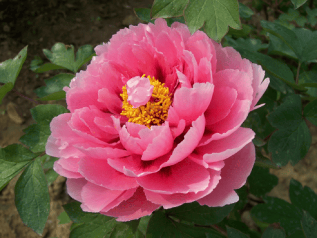 牡丹缘最新动态,新篇章绽放盛开