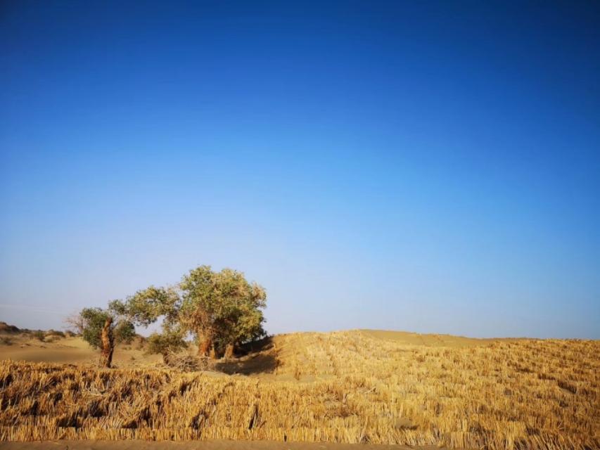 新疆今日疫情最新情况概述