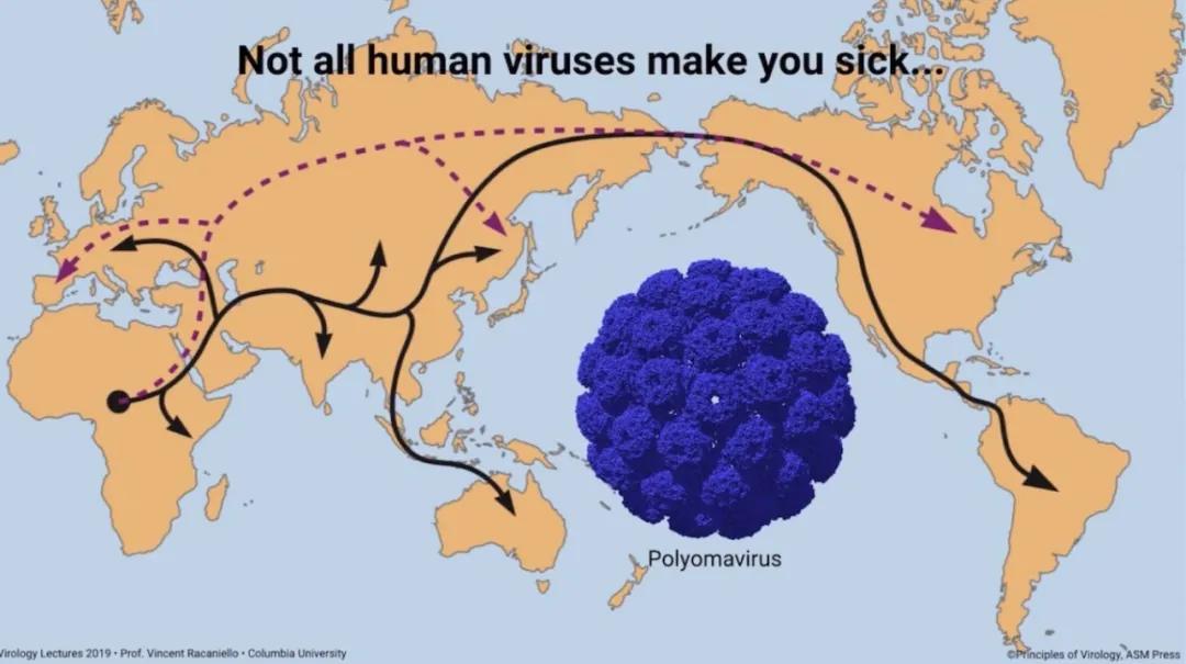 新冠状病毒最新来源研究揭秘,源头追踪与起源分析