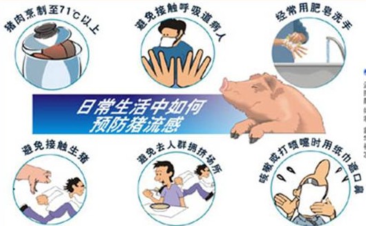 猪流感病毒最新动态及其影响深度研究