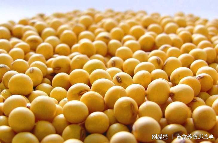 大豆补贴最新消息2019,政策调整与市场趋势分析